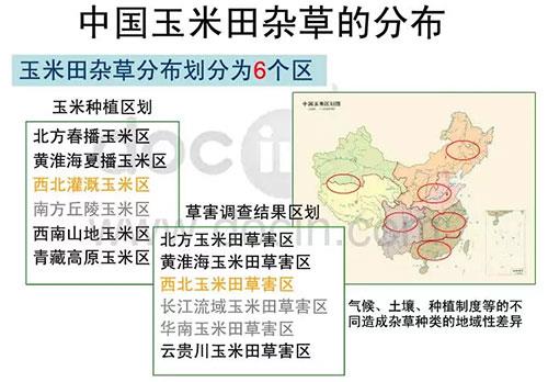 玉米田陷入断档期，除草剂到了大洗牌时代